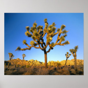 Joshua Tree National Park, Californië. VS. Poster