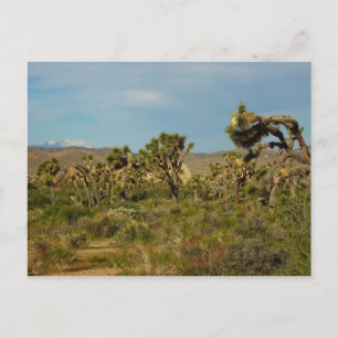 Joshua Tree National Park Woestijn Landschap Briefkaart