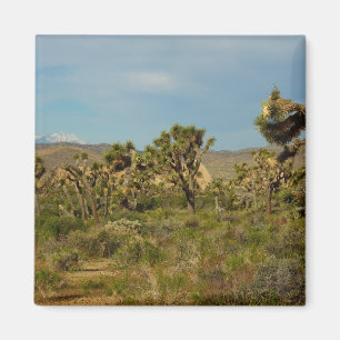 Joshua Tree National Park Woestijn Landschap Magneet