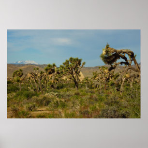 Joshua Tree National Park Woestijn Landschap Poster