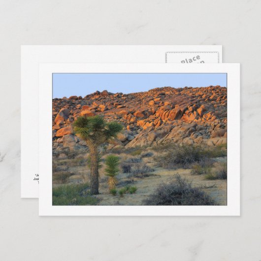 "Joshua Tree with Offspring" Briefkaart (Voorkant / Achterkant)