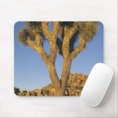 Joshua Tree, Yucca brevifolia) en graniet Muismat (Met muis)