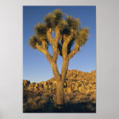 Joshua Tree, Yucca brevifolia) en graniet Poster (Voorkant)