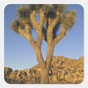 Joshua Tree, Yucca brevifolia) en graniet Vierkante Sticker