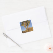 Joshua Tree, Yucca brevifolia) en graniet Vierkante Sticker (Envelop)