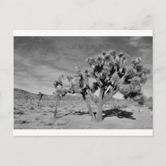 Joshua Tree (zwart-wit) Briefkaart