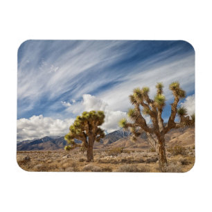 Joshua Trees in woestijn Magneet