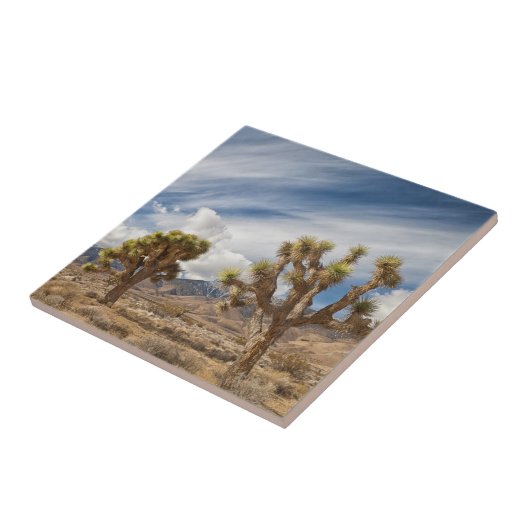Joshua Trees in woestijn Tegeltje (Zijkant)