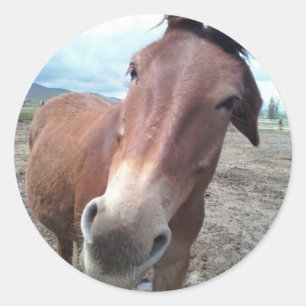 Josie, de grappige muilezel ronde sticker