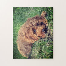 Jote Golden Doodle Jigsaw Puzzle