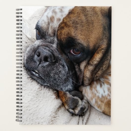 Jote Victorian Bulldog (Devant)