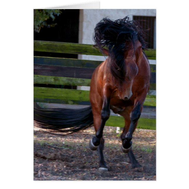 Jouer à Stallion (Devant)