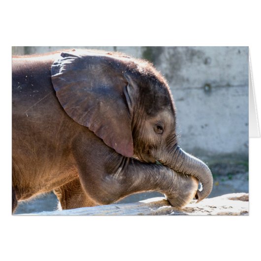 Jouer bébé éléphant (Devant horizontal)