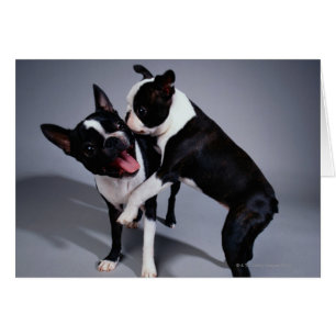 Jouer Boston Terriers