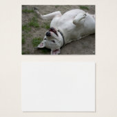 Jouer Dogo Argentino (Devant & derrière)