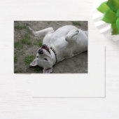 Jouer Dogo Argentino (Bureau)