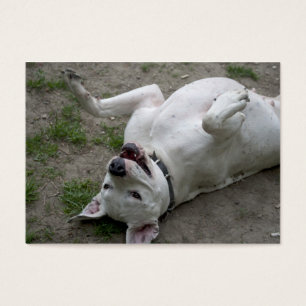 Jouer Dogo Argentino