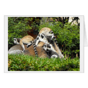 Joueuse bébé Cercle à queue Lémurienne