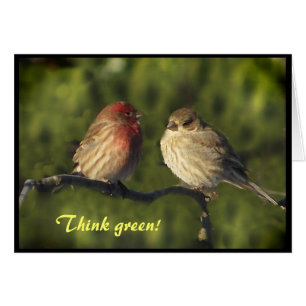 Jour de la terre de perruches