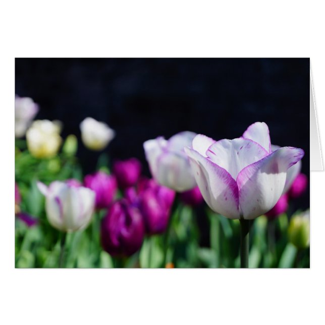 Jour ensoleillé ! (Devant horizontal)