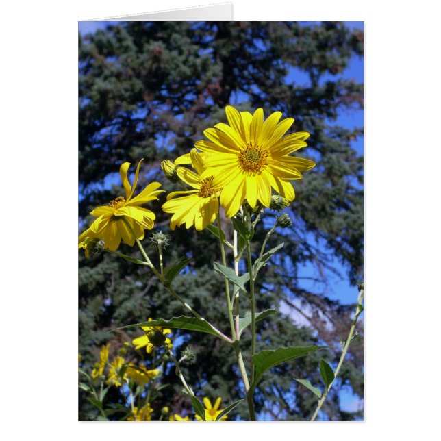 Jour ensoleillé ! (Devant)