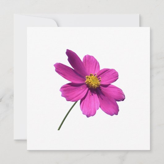 JOUR ROSE, BLANC TOUTE CARTE D'OCCASION (Devant)