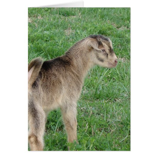Jour-Vieux Tonnerre de chèvre Enfant (Devant)
