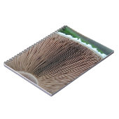 Journal de champignon (Côté gauche)