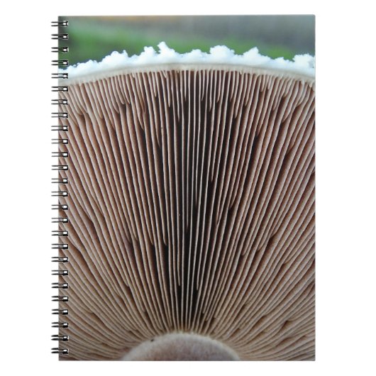 Journal de champignon (Devant)