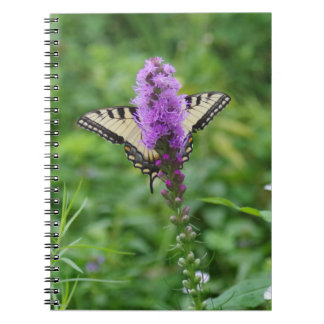 Journal de papillon