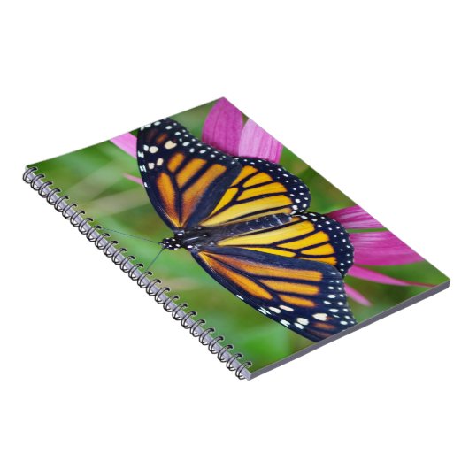 Journal de papillon de monarque (Côté Droit)