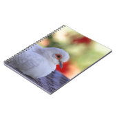 Journal d'oiseau de colombe de diamant (Côté gauche)