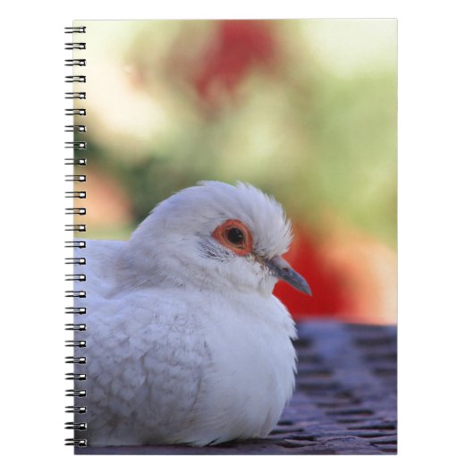 Journal d'oiseau de colombe de diamant (Devant)