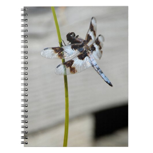 Journal du Carnet de libellules Brown (Devant)