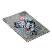 Journal du Carnet de poulet Bantam Cochin en boute (Côté Droit)