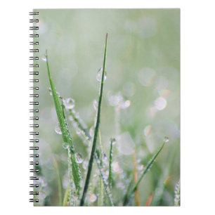 Journal Rosée-Couvert de blanc d'herbe