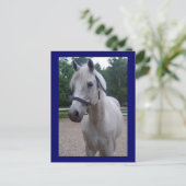 Journée bleue - Carte postale Cheval (Debout devant)