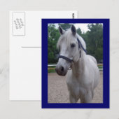 Journée bleue - Carte postale Cheval (Devant / Derrière)