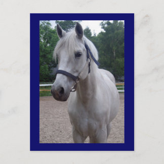 Journée bleue - Carte postale Cheval