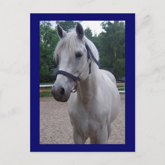 Journée bleue - Carte postale Cheval (Devant)