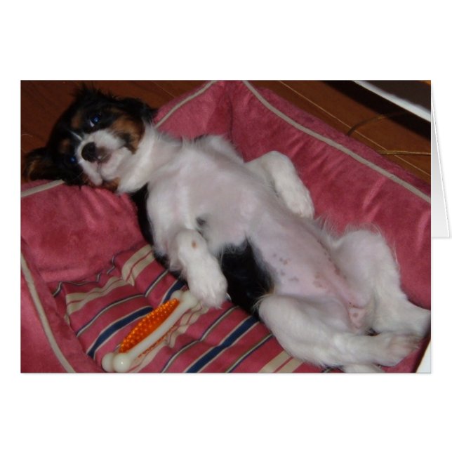 Jours de chiens d'été (Devant horizontal)