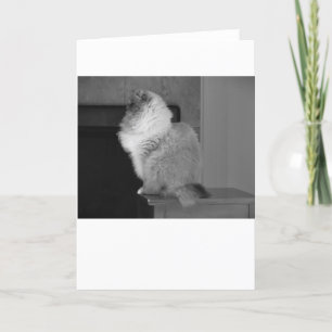 Jours lents, carte