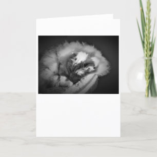 Jours lents, carte