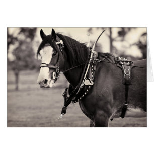 Jours passés - Clydesdale Horse