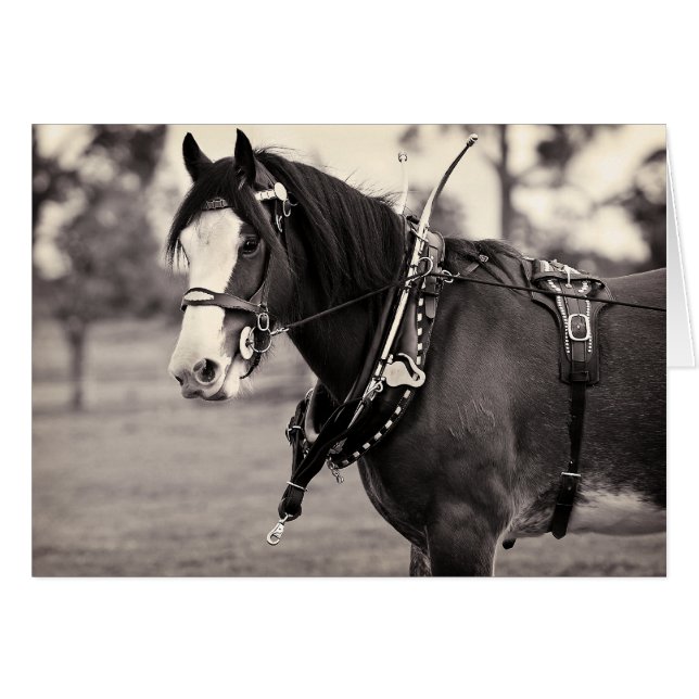 Jours passés - Clydesdale Horse (Devant horizontal)