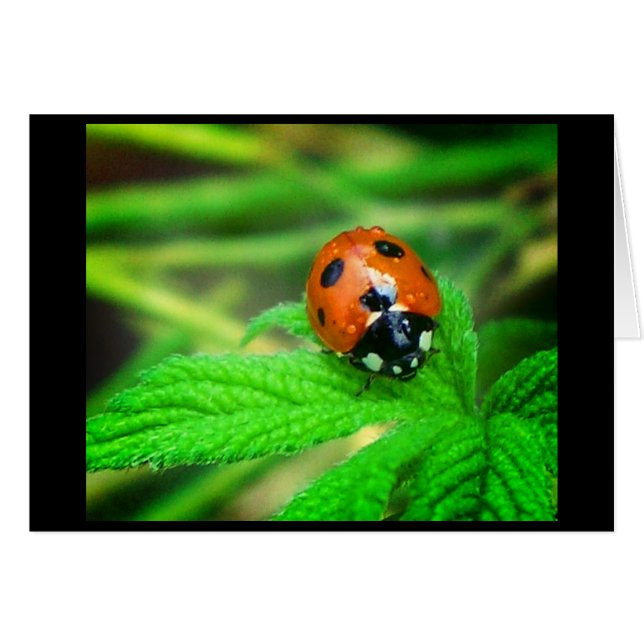 Jours pluvieux (Devant horizontal)