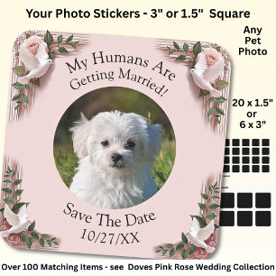 Jouw huisdier foto, datum opslaan, roze rozen & du vierkante sticker