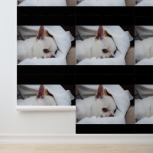 Jouw huisdier hond puppy chihuahua aangepaste foto behang