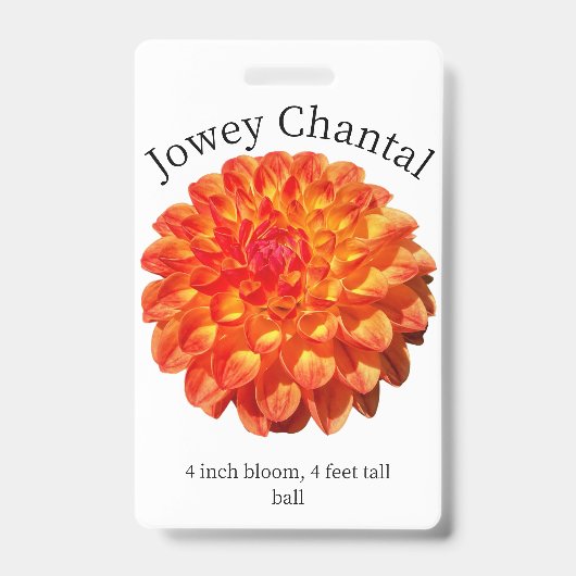 Jowey Chantal Dahlia ID Badge (Avant)