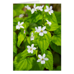 Joyce Kilmer-Slickrock Wilderness